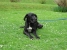 Canis Meus Petit Prince