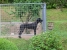 Ch. Canis Meus Portobello Belle