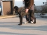 Canis Meus Petit Prince
