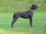 Ch. Canis Meus Portobello Belle