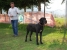 Ch. Canis Meus Portobello Belle